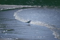 seagull