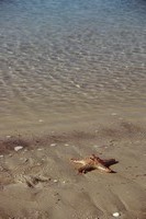 Starfish on shore